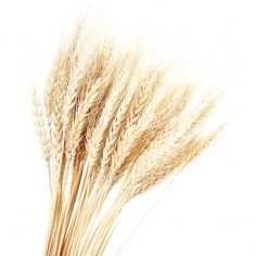 Сухоцвет Пшеница, Белая